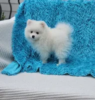 Leo, a male Pomeranian for sale in Vancouver, WA – 1 of 6