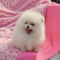  AKC / Melony , a female Pomeranian for sale in Vancouver, WA – 1 of 10