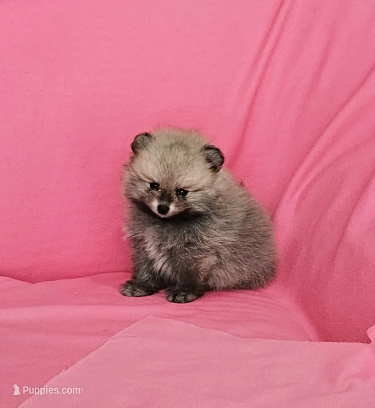 Jess AKC – Pomeranian puppy for sale in Vancouver, WA