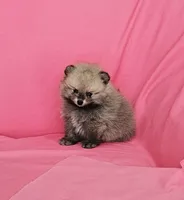 Jess AKC, a female Pomeranian for sale in Vancouver, WA – 1 of 8