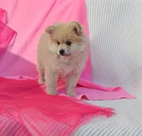 Nelly, a female Pomeranian for sale in Vancouver, WA – 3 of 10
