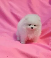 Mia  / AKC teacup girl , a female Pomeranian for sale in Vancouver, WA – 1 of 9