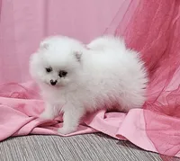 Janelle AKC, a female Pomeranian for sale in Vancouver, WA – Photo 3 of 9