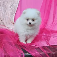 Janelle AKC, a female Pomeranian for sale in Vancouver, WA – Photo 9 of 9