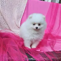 Janelle AKC, a female Pomeranian for sale in Vancouver, WA – Photo 1 of 9
