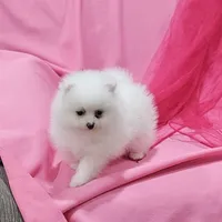 Janelle AKC, a female Pomeranian for sale in Vancouver, WA – Photo 2 of 9
