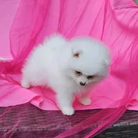 Janelle AKC, a female Pomeranian for sale in Vancouver, WA – Photo 8 of 9