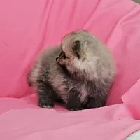 Jess AKC, a female Pomeranian for sale in Vancouver, WA – 5 of 8