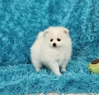 Jack, a male Pomeranian for sale in Vancouver, WA – 6 of 6