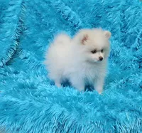 Theo , a male Pomeranian for sale in Vancouver, WA – 9 of 9