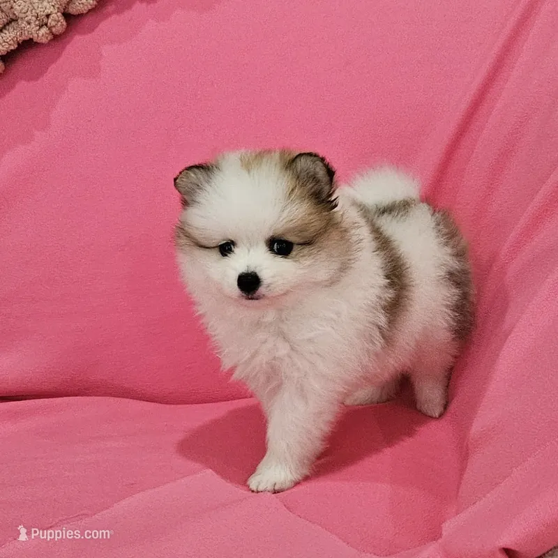Bella AKC – Pomeranian puppy for sale in Vancouver, WA