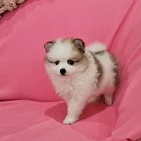 Bella AKC, a female Pomeranian for sale in Vancouver, WA – 1 of 10