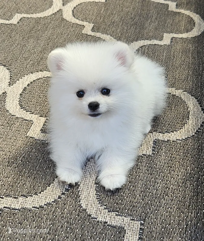 Brie  – Pomeranian puppy for sale in Vancouver, WA