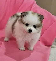 Bella AKC, a female Pomeranian for sale in Vancouver, WA – 6 of 10