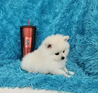 Marcus/AKC, a male Pomeranian for sale in Vancouver, WA – 2 of 6