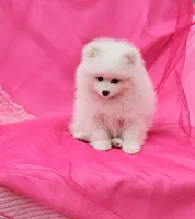 Brie , a female Pomeranian for sale in Vancouver, WA – 7 of 7