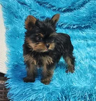 Coco AKC , a male Yorkshire Terrier for sale in Vancouver, WA – 4 of 9