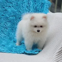 Leo, a male Pomeranian for sale in Vancouver, WA – 3 of 6