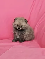 Jess AKC, a female Pomeranian for sale in Vancouver, WA – 6 of 8