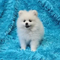 Theo , a male Pomeranian for sale in Vancouver, WA – 3 of 9