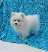 Leo, a male Pomeranian for sale in Vancouver, WA – 5 of 6