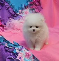 Mia  / AKC teacup girl , a female Pomeranian for sale in Vancouver, WA – 2 of 9