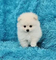 Pet, a male Pomeranian for sale in Vancouver, WA – 1 of 7