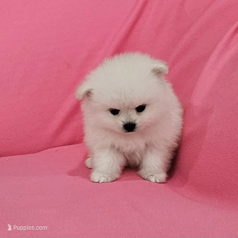 Brie AKC – Pomeranian puppy for sale in Vancouver, WA