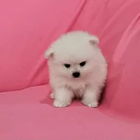 Brie AKC, a female Pomeranian for sale in Vancouver, WA – 1 of 6