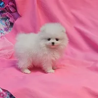 Mia  / AKC teacup girl , a female Pomeranian for sale in Vancouver, WA – 6 of 9