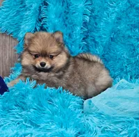 Milo AKC, a male Pomeranian for sale in Vancouver, WA – Photo 4 of 8