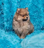 Milo AKC, a male Pomeranian for sale in Vancouver, WA – Photo 7 of 8