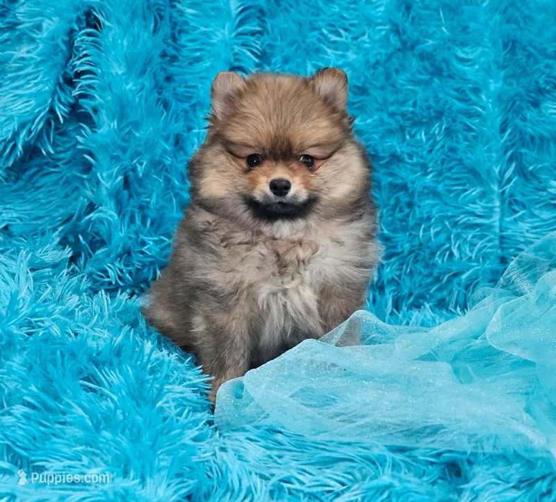 Milo AKC – Pomeranian puppy for sale in Vancouver, WA