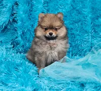 Milo AKC, a male Pomeranian for sale in Vancouver, WA – Photo 5 of 8