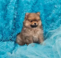 Milo AKC, a male Pomeranian for sale in Vancouver, WA – Photo 3 of 8