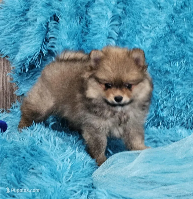 Milo AKC – Pomeranian puppy for sale in Vancouver, WA