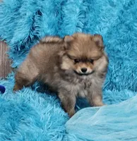 Milo AKC, a male Pomeranian for sale in Vancouver, WA – Photo 1 of 8