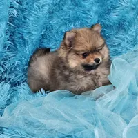 Milo AKC, a male Pomeranian for sale in Vancouver, WA – Photo 2 of 8
