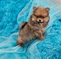 Milo AKC, a male Pomeranian for sale in Vancouver, WA – Photo 8 of 8