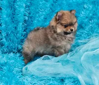 Milo AKC, a male Pomeranian for sale in Vancouver, WA – Photo 6 of 8