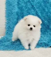 Theo/AKC, a male Pomeranian for sale in Vancouver, WA – 4 of 8