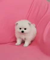 Brie AKC, a female Pomeranian for sale in Vancouver, WA – 4 of 6