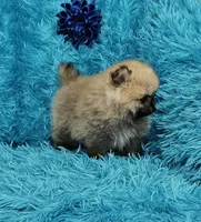 Eddie , a male Pomeranian for sale in Vancouver, WA – 5 of 7