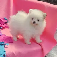  Maya AKC / small size , a female Pomeranian for sale in Vancouver, WA – 2 of 7