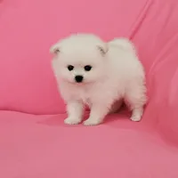 Brie AKC, a female Pomeranian for sale in Vancouver, WA – 5 of 6