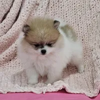Stacy AKC, a female Pomeranian for sale in Vancouver, WA – Photo 4 of 10
