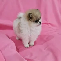 Stacy AKC, a female Pomeranian for sale in Vancouver, WA – Photo 10 of 10