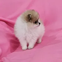 Stacy AKC, a female Pomeranian for sale in Vancouver, WA – Photo 3 of 10