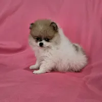 Stacy AKC, a female Pomeranian for sale in Vancouver, WA – Photo 9 of 10