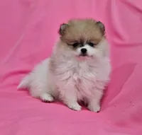 Stacy AKC, a female Pomeranian for sale in Vancouver, WA – Photo 6 of 10